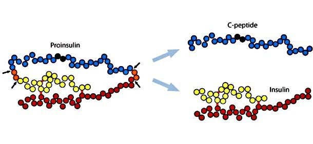 Анализ с пептид. С-пептид проинсулин инсулин. Исследование уровня с пептида. С пептид при сахарном диабете. Пептиды это.