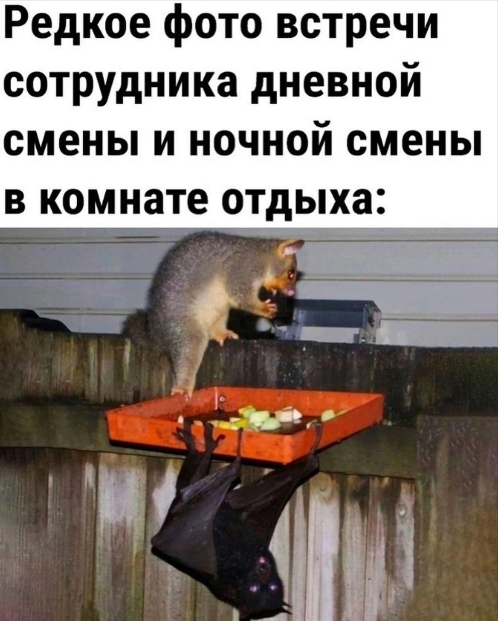Вмош. Не беспокойте диких животных. Белка укусила. Кормить белок запрещено