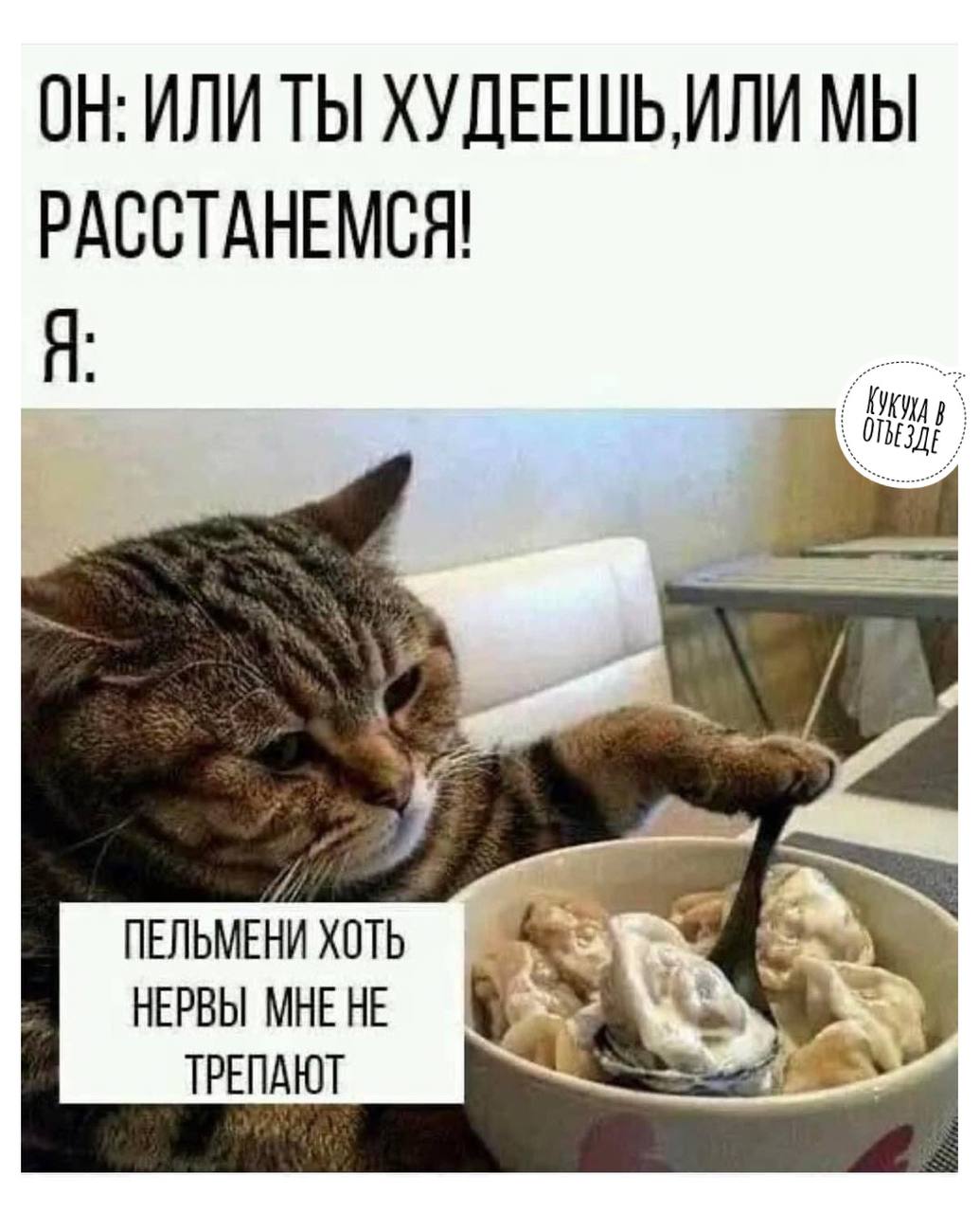 Кот с пельменями мем
