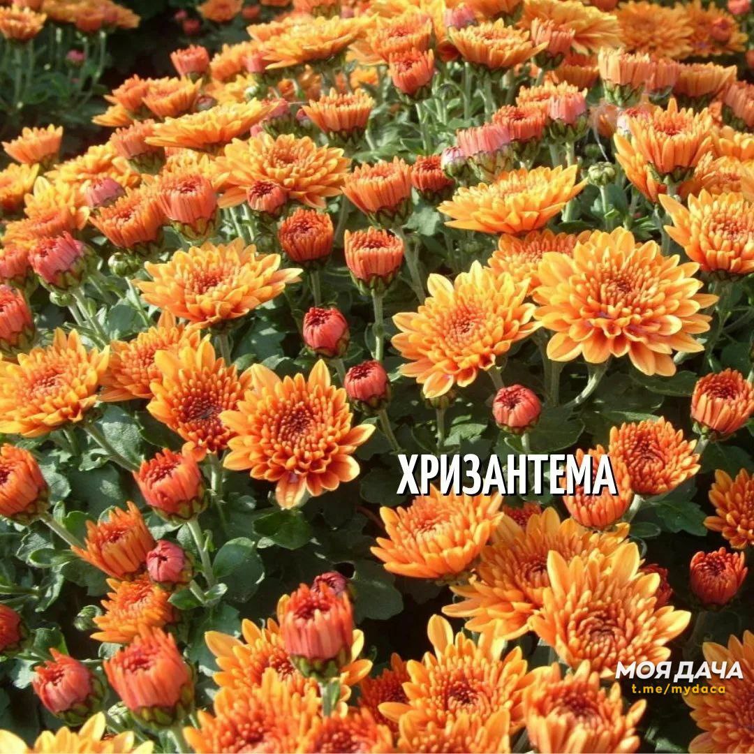 Многолетние долгоцветущие хризантемы