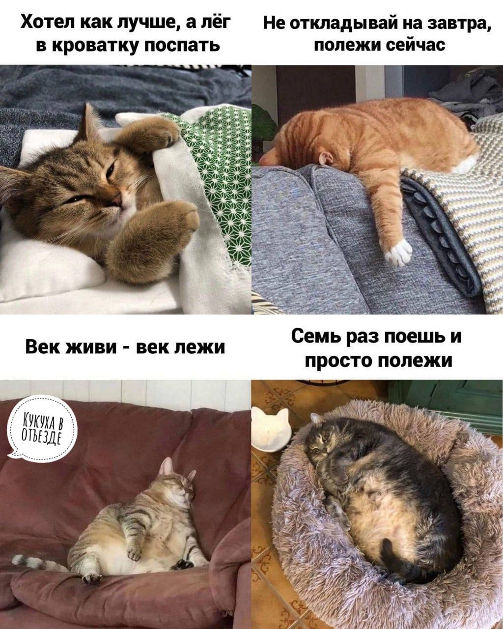 Великая котейкина мудрость 😅 Доброе утро, милые 😻 