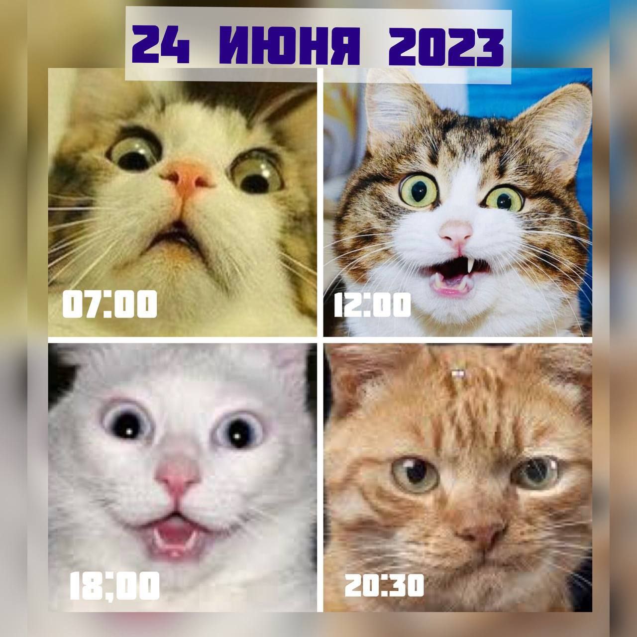 Почему 24 выходной. Коты мемы. Кот Мем. Покажи котов. Покажи картинки с котиками.