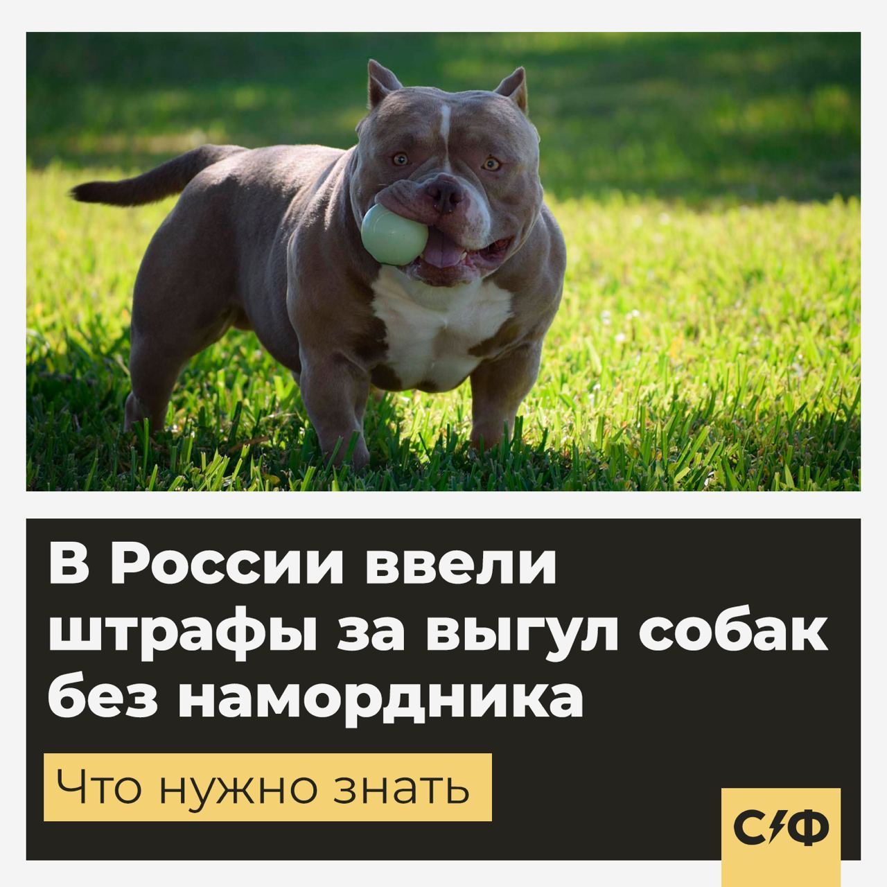 собаки только в намордниках. штраф за выгул собак без намордника. выгул опасный собак без намордника. выгул собак без намордника. штраф за выгул собак без намордника.