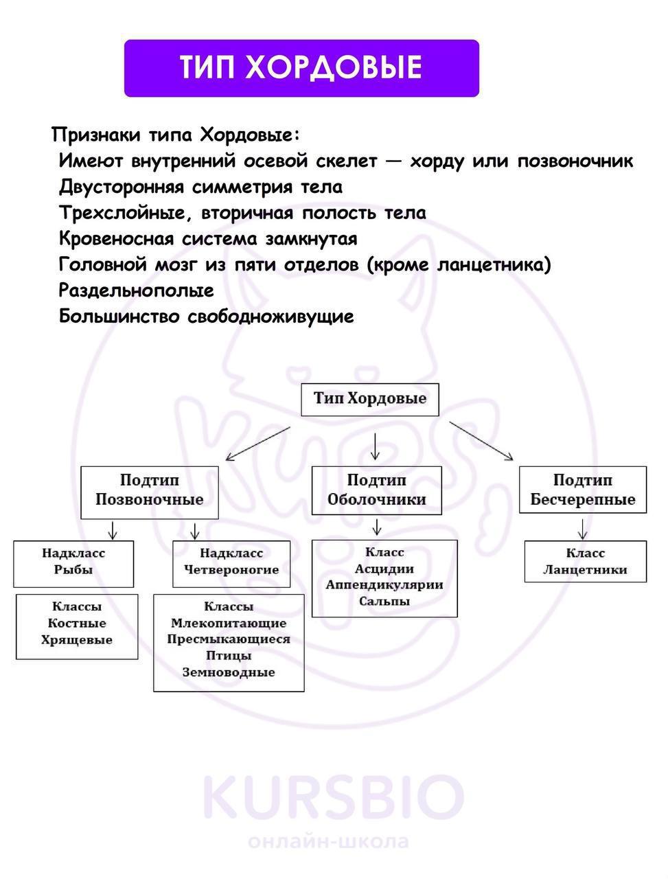 имеет групповой характер изменения признака вид изменчивости фото 81