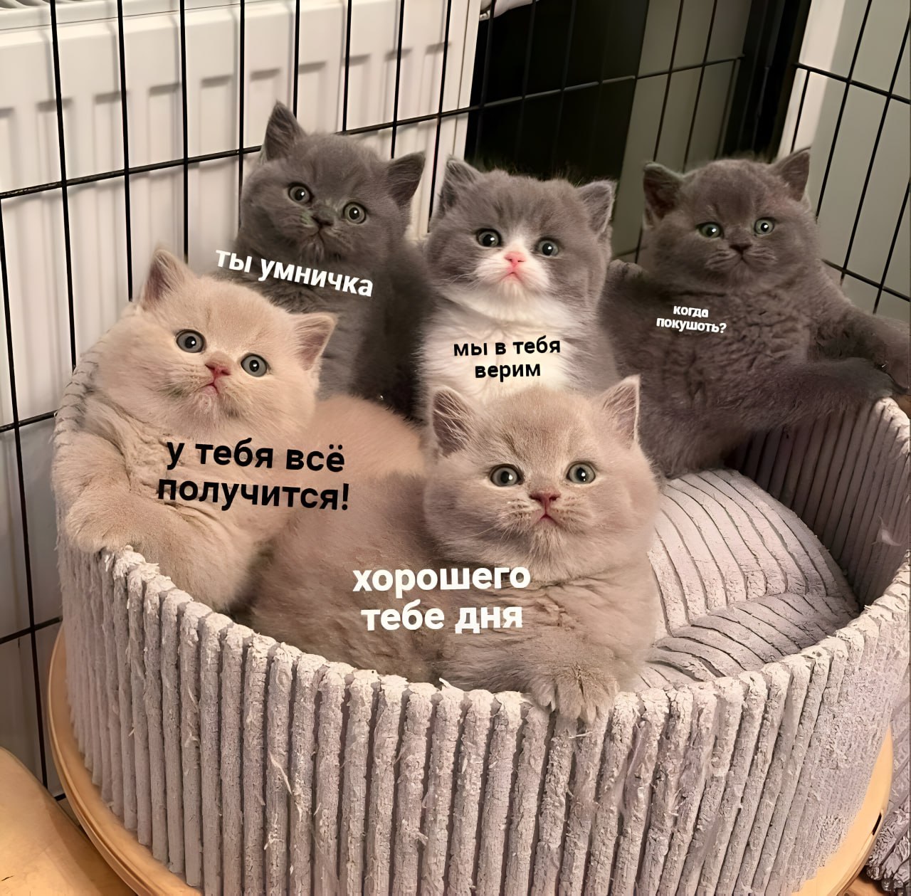 Картинка хорошего дня с котиком