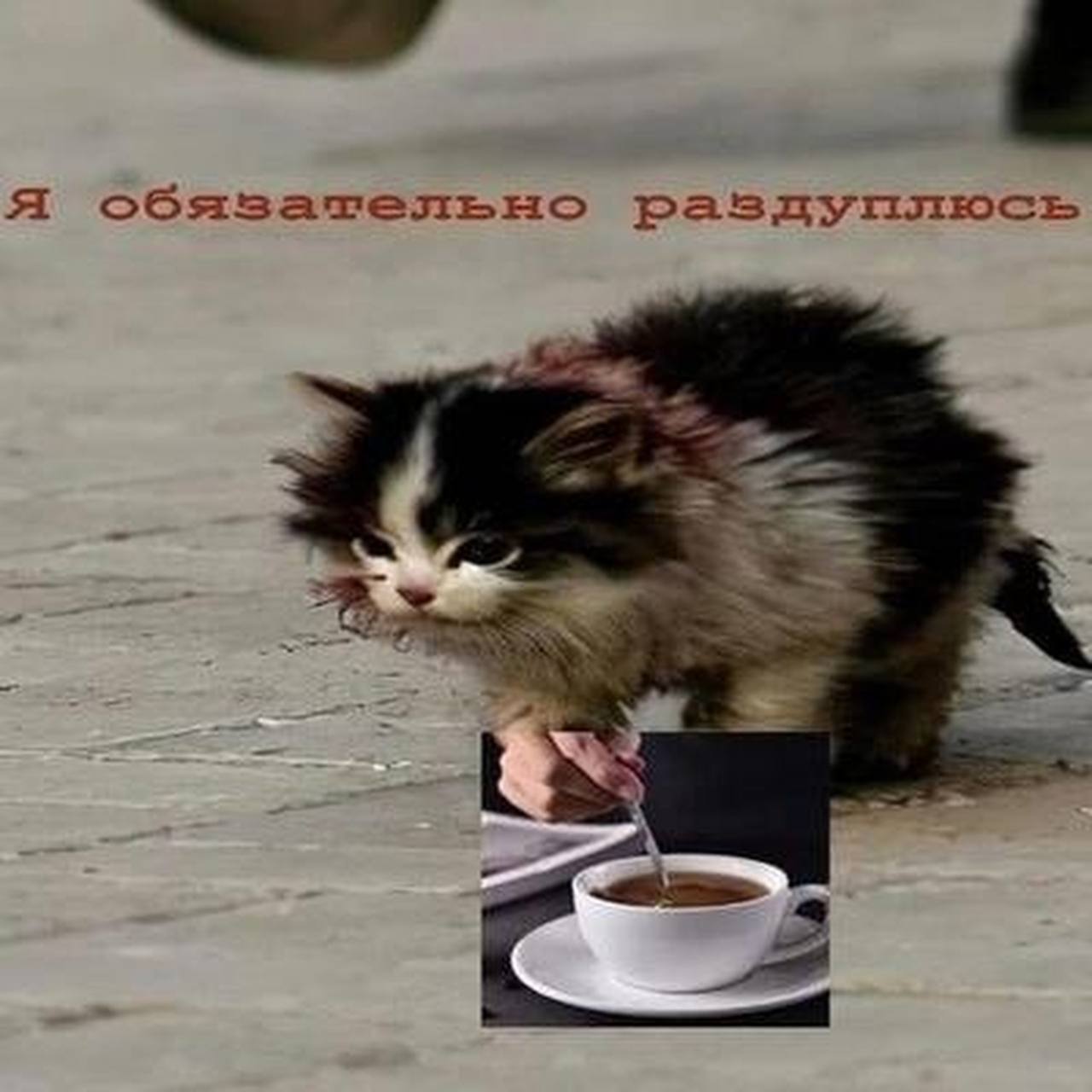 Мем с котом я обязательно выживу