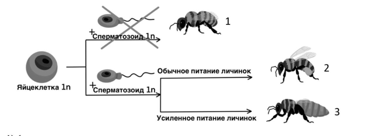 Пчела медоносная способ размножения