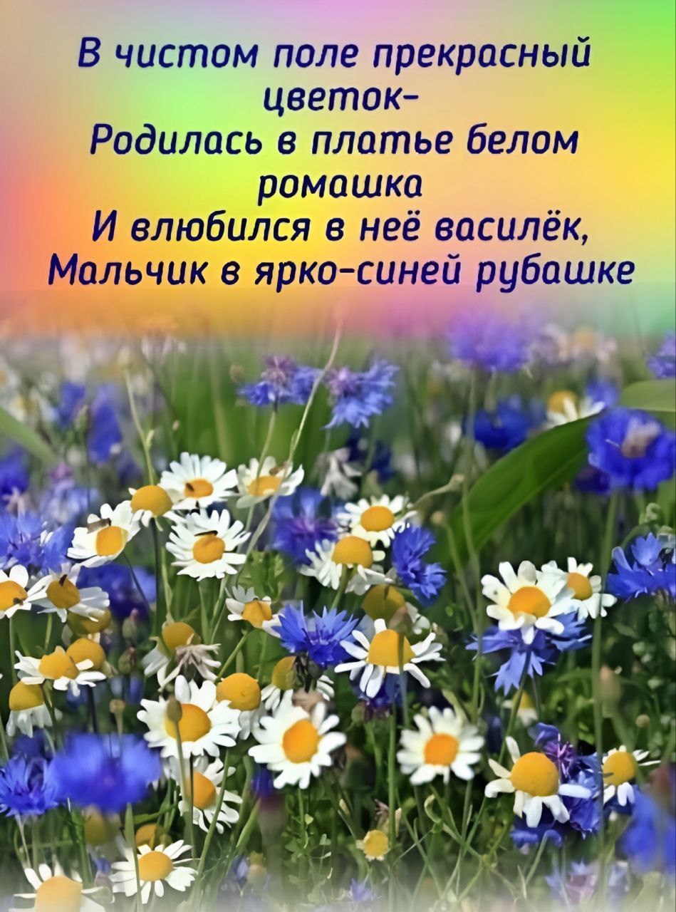 Текст песни ромашка василек. Доброго летнего утра. Красивые со стихами. Доброе летнее утро со стихами. Утро лето стихи. Прекрасные стихи о добром утре.