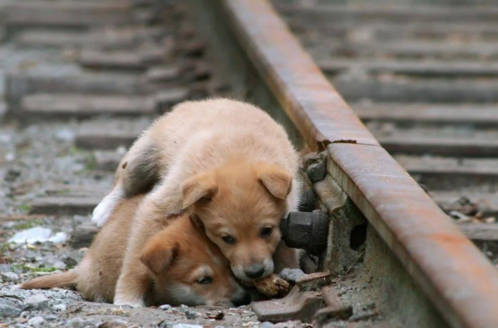 До слез очень грустный. Бездомные животные. Милые щенки бездомные. Брошенный щенок.