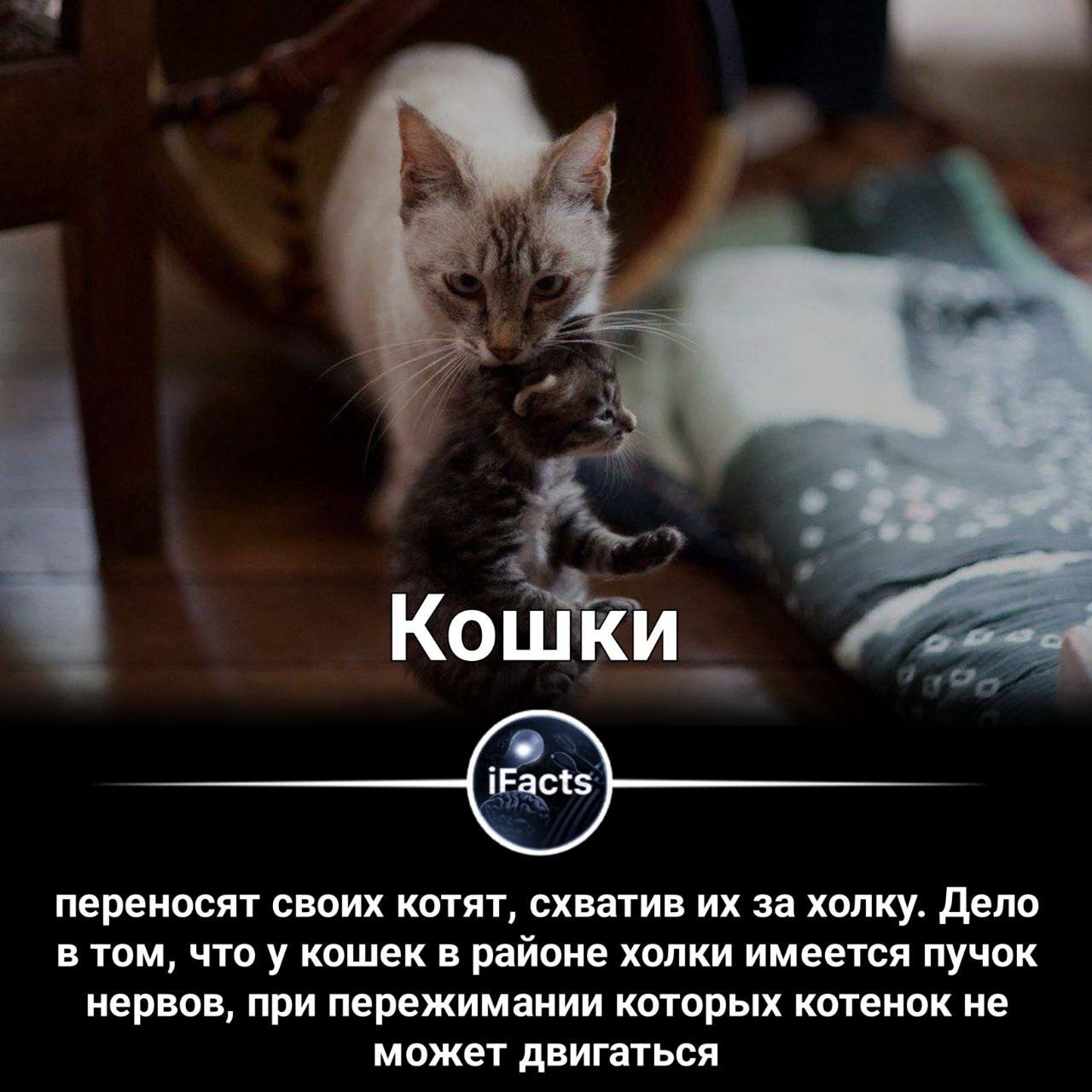 Кошка перенесла котят. Зачем кошки переносят котят. Кошки котят за загривок переносят. Сонник кот вцепился в руку зубами и когтями. Почему кошка переносит котят в другое место.