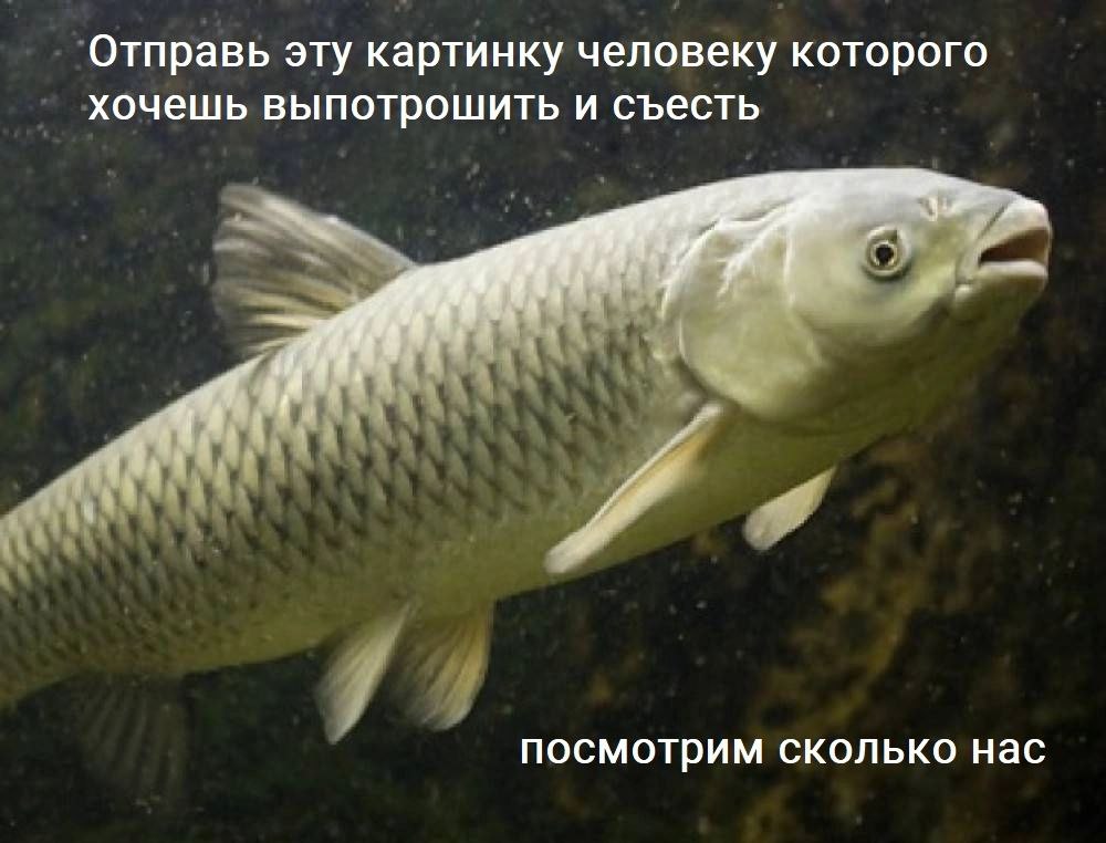 Картинки Белых Рыб