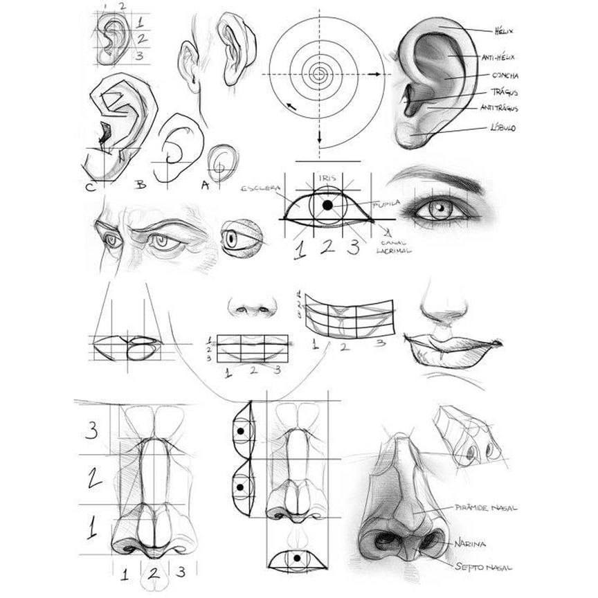 Рисунок тела и лица. Зарисовки частей лица. Наброски частей лица. Рисование отдельных частей лица. Построение частей лица человека.