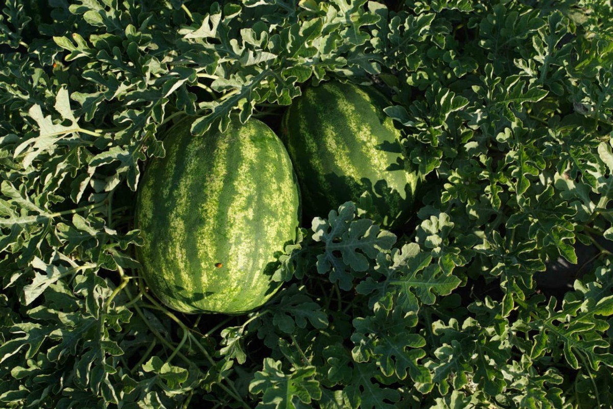 Арбузы сорта. Арбуз быковский 22. Поздний сорт арбуза. Семена арбуз васко f1. Сорт арбуза волгоградский.