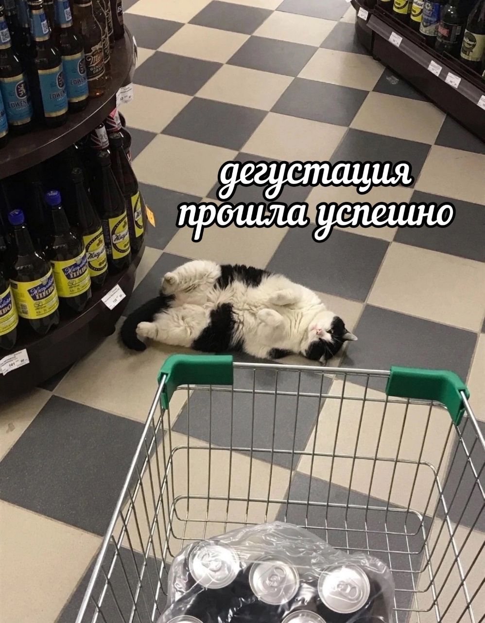 Кот алкоголик горе в семье